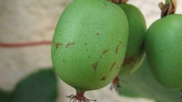 El sarunashi es una fruta de la familia del kiwi. (Foto: Envato)